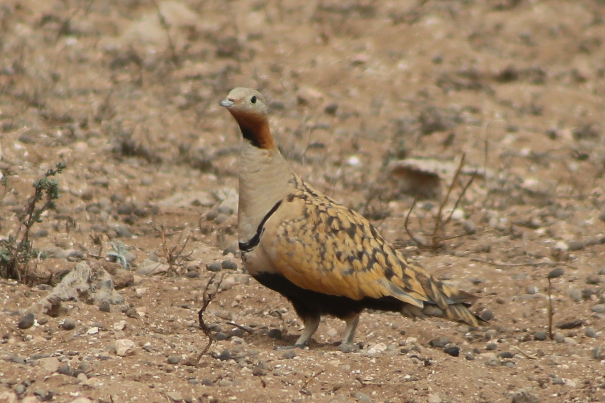 Black-bellied Sandgrouse - ML621546918