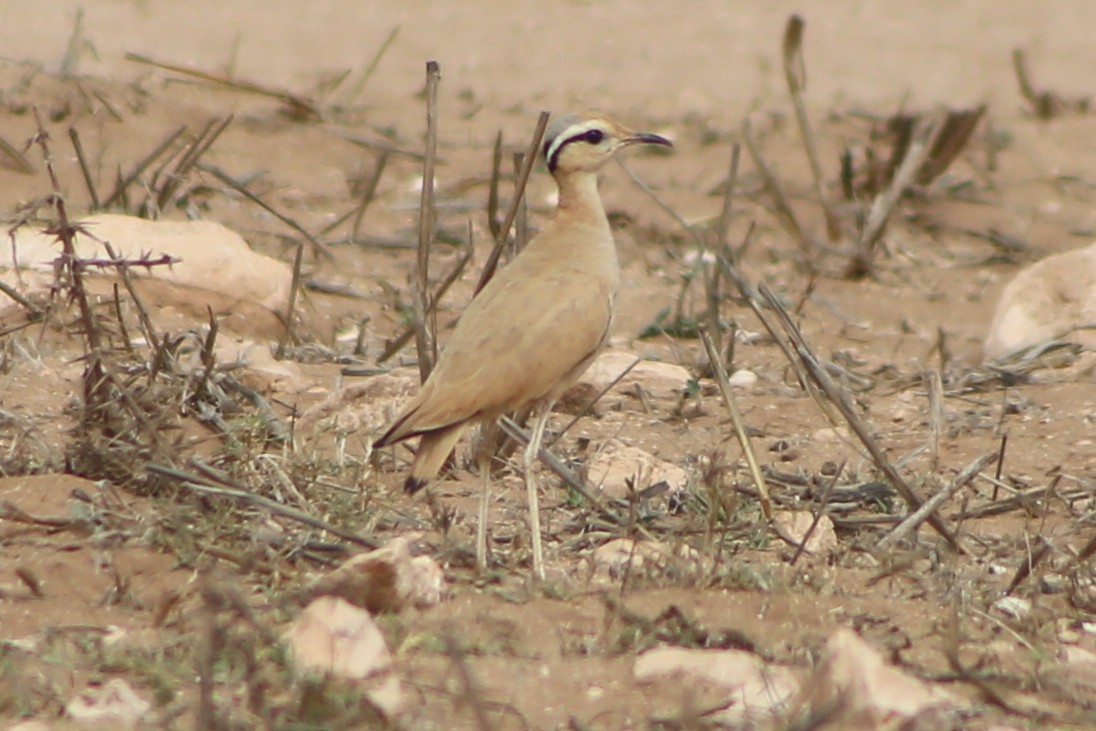 Cream-colored Courser - ML621546931