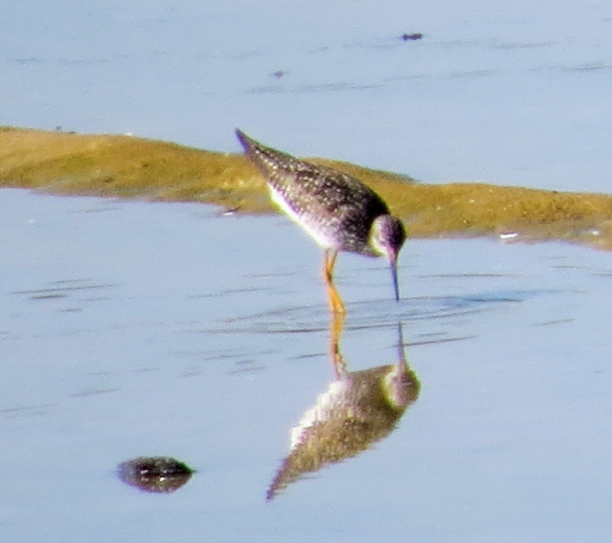 Lesser Yellowlegs - ML621546961