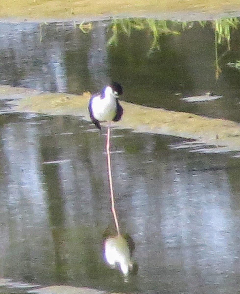 Black-necked Stilt - ML621546993