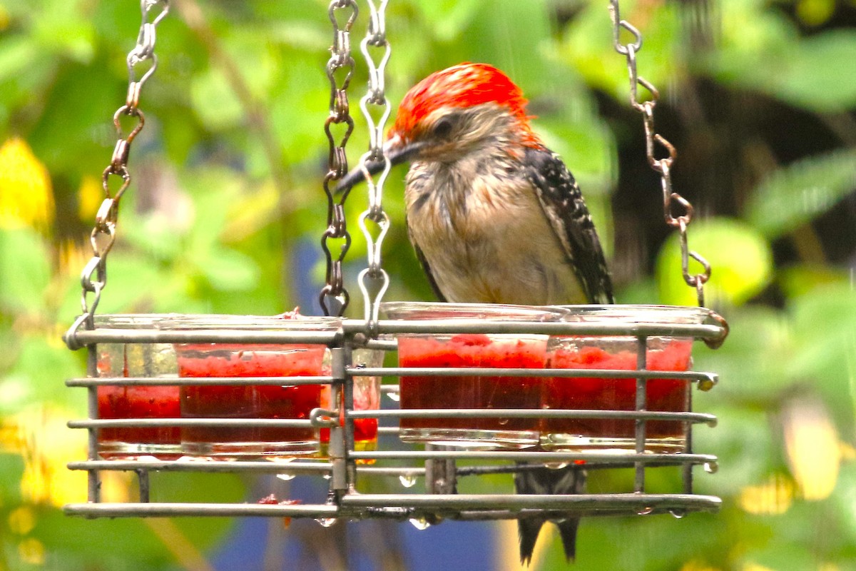 Red-bellied Woodpecker - ML621547001