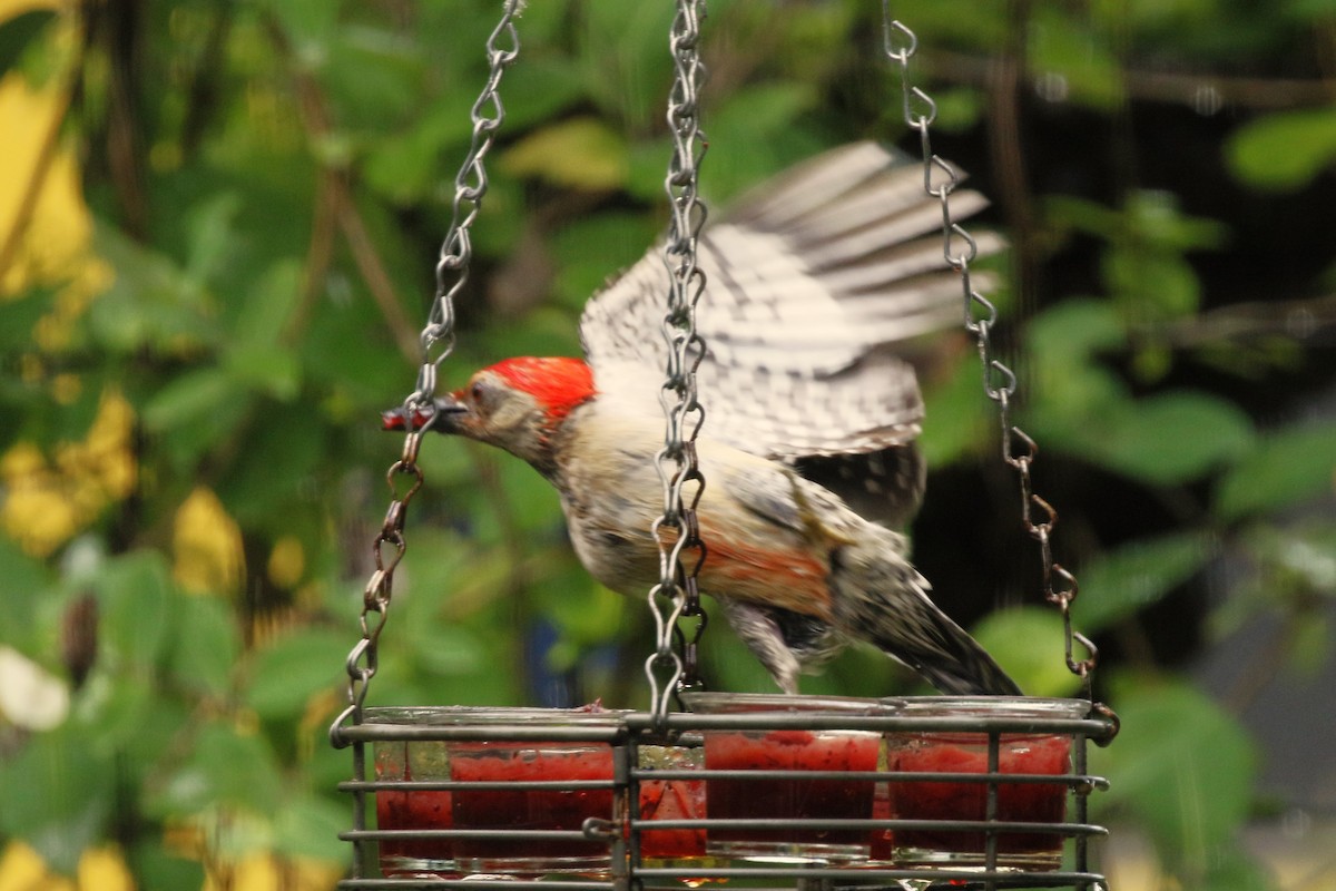 Red-bellied Woodpecker - ML621547002