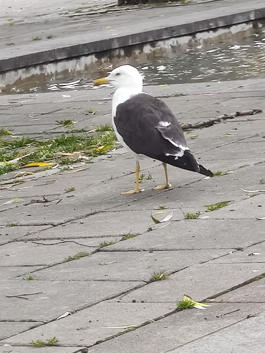 Lesser Black-backed Gull - ML621547010