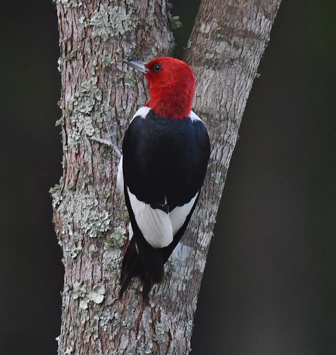Red-headed Woodpecker - ML621547033