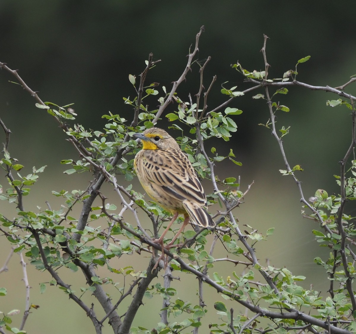 Pangani Longclaw - ML621547103