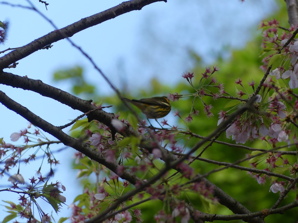 Cape May Warbler - ML621547132