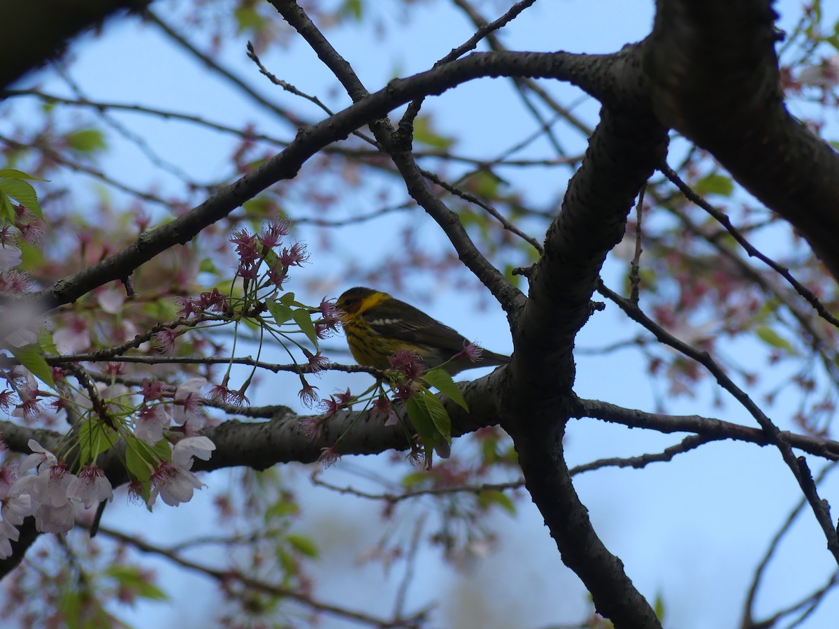 Cape May Warbler - ML621547133