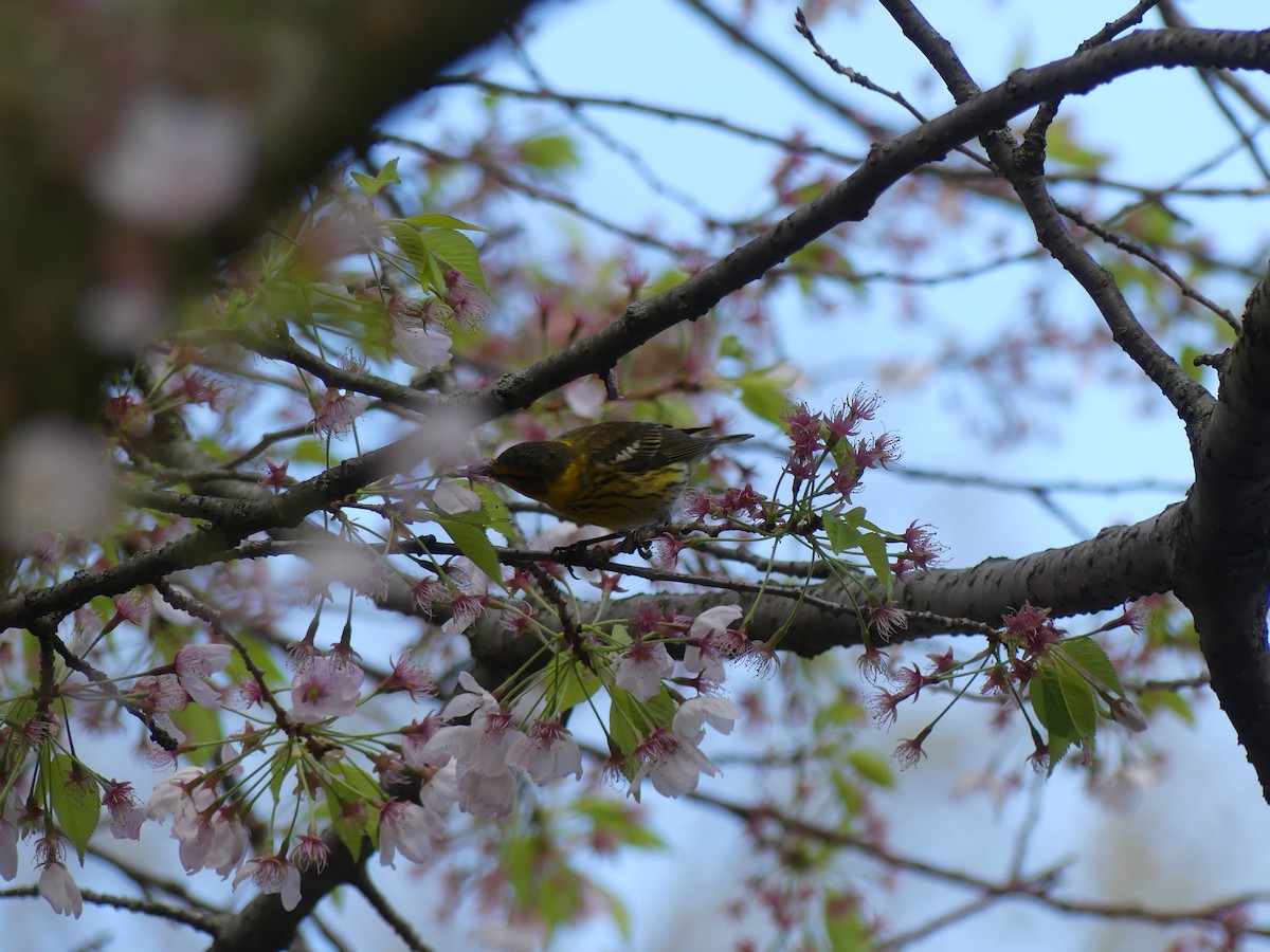 Cape May Warbler - ML621547134