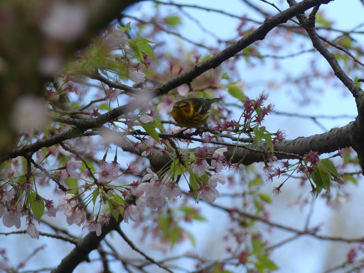 Cape May Warbler - ML621547135