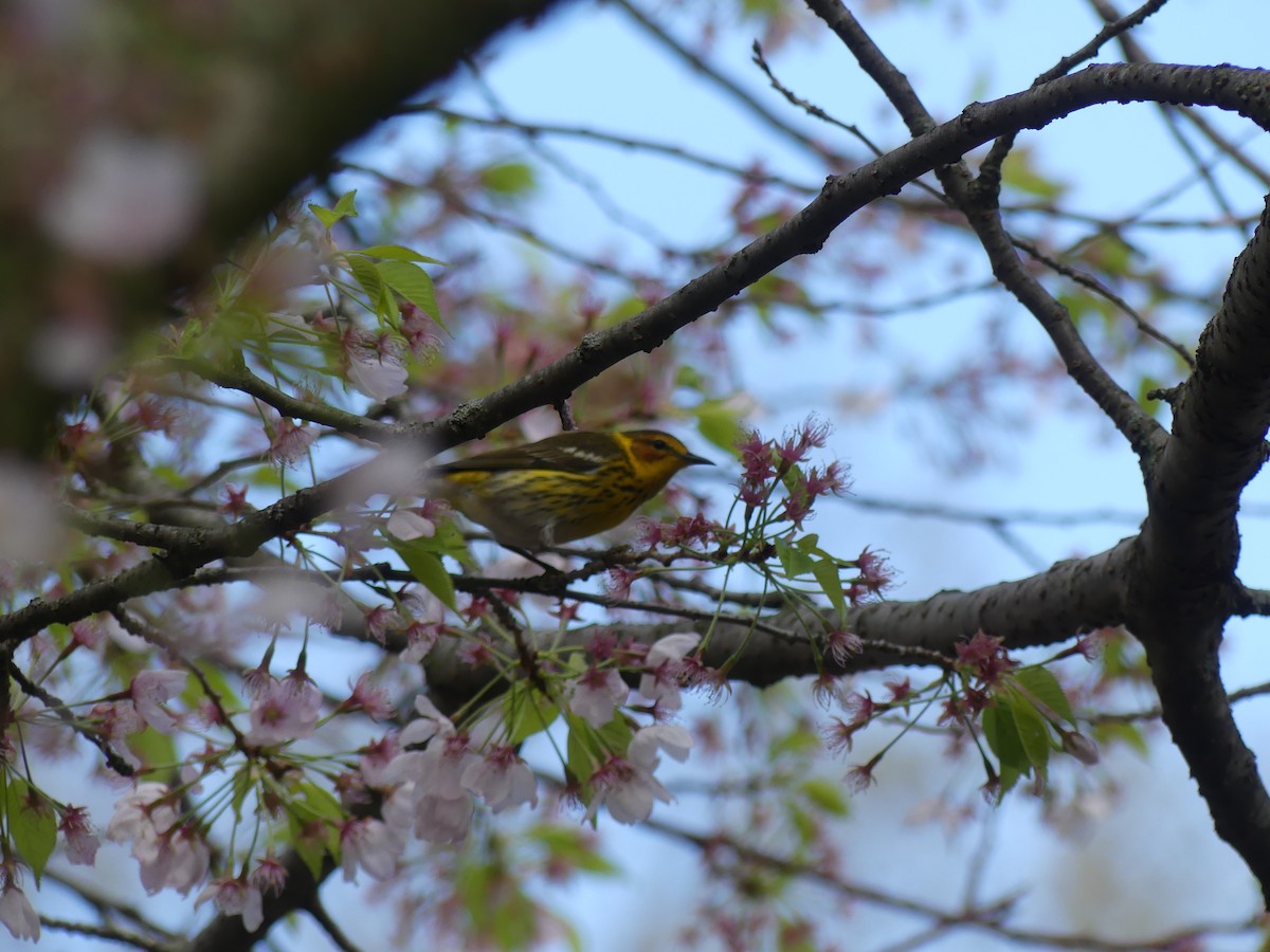 Cape May Warbler - ML621547136