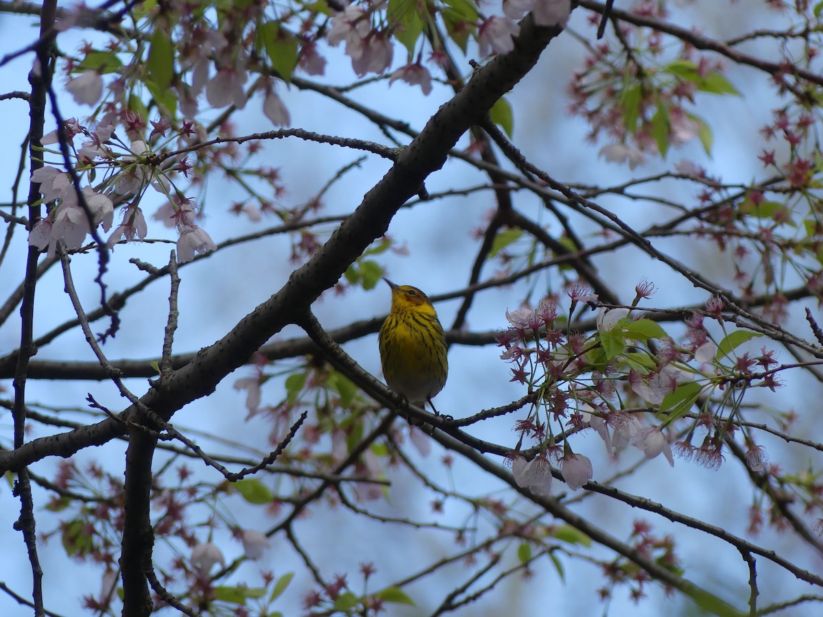 Cape May Warbler - ML621547137