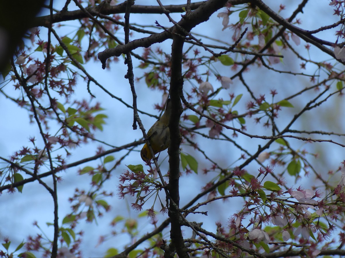 Cape May Warbler - ML621547138