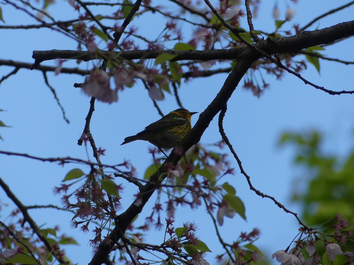 Cape May Warbler - ML621547139