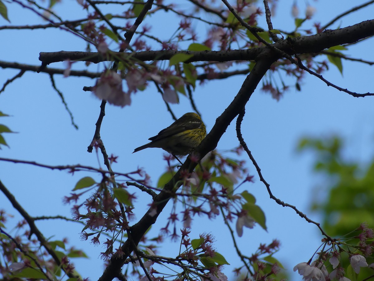Cape May Warbler - ML621547140