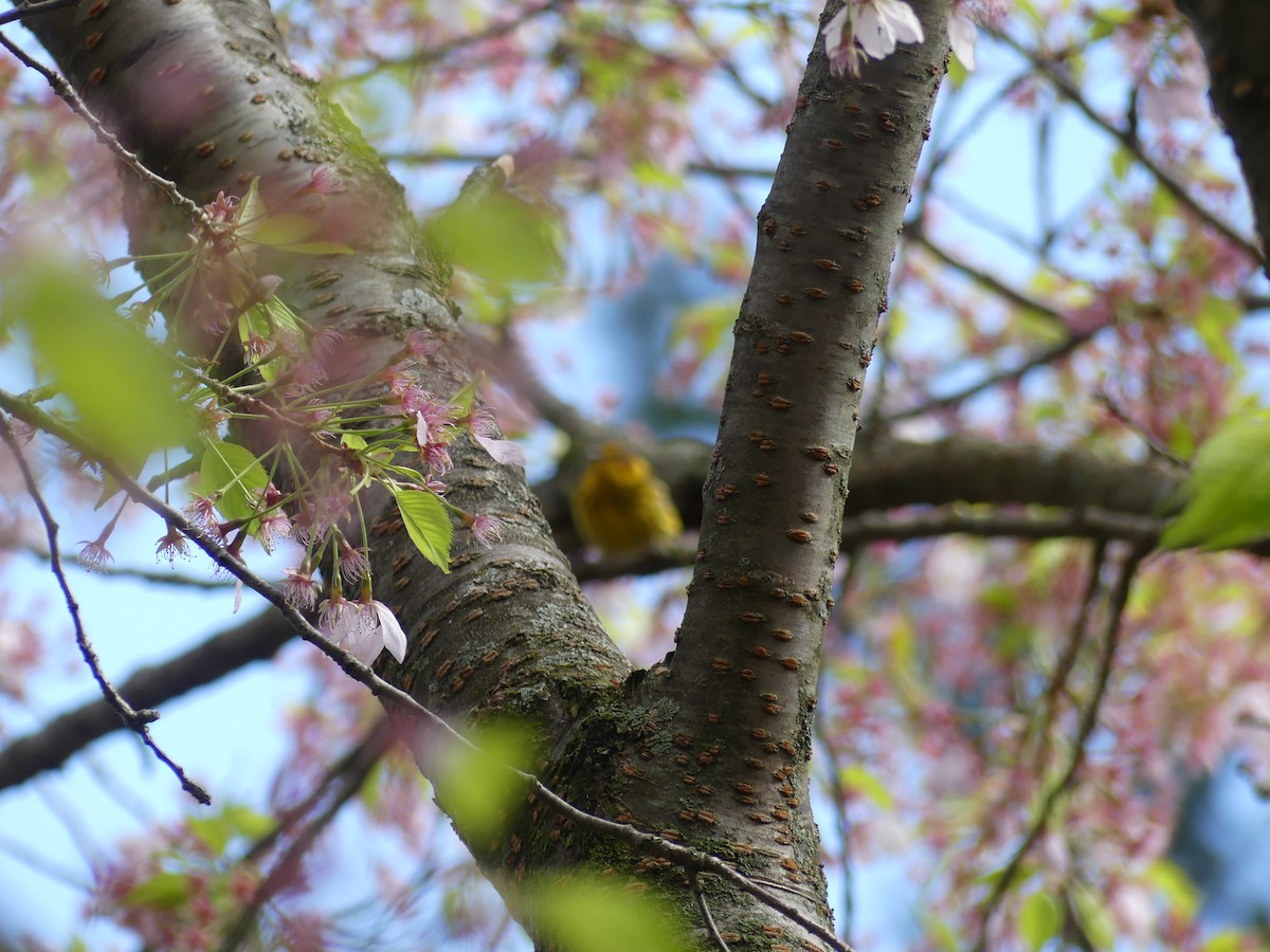 Cape May Warbler - ML621547141
