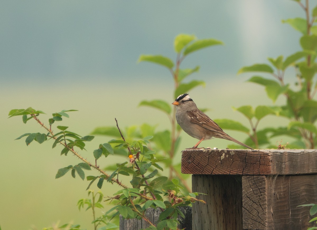 White-crowned Sparrow - ML621547145
