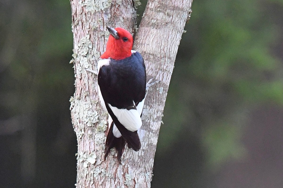 Red-headed Woodpecker - ML621547156