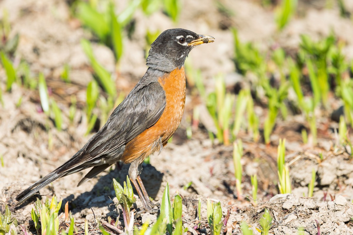 American Robin - ML621547157