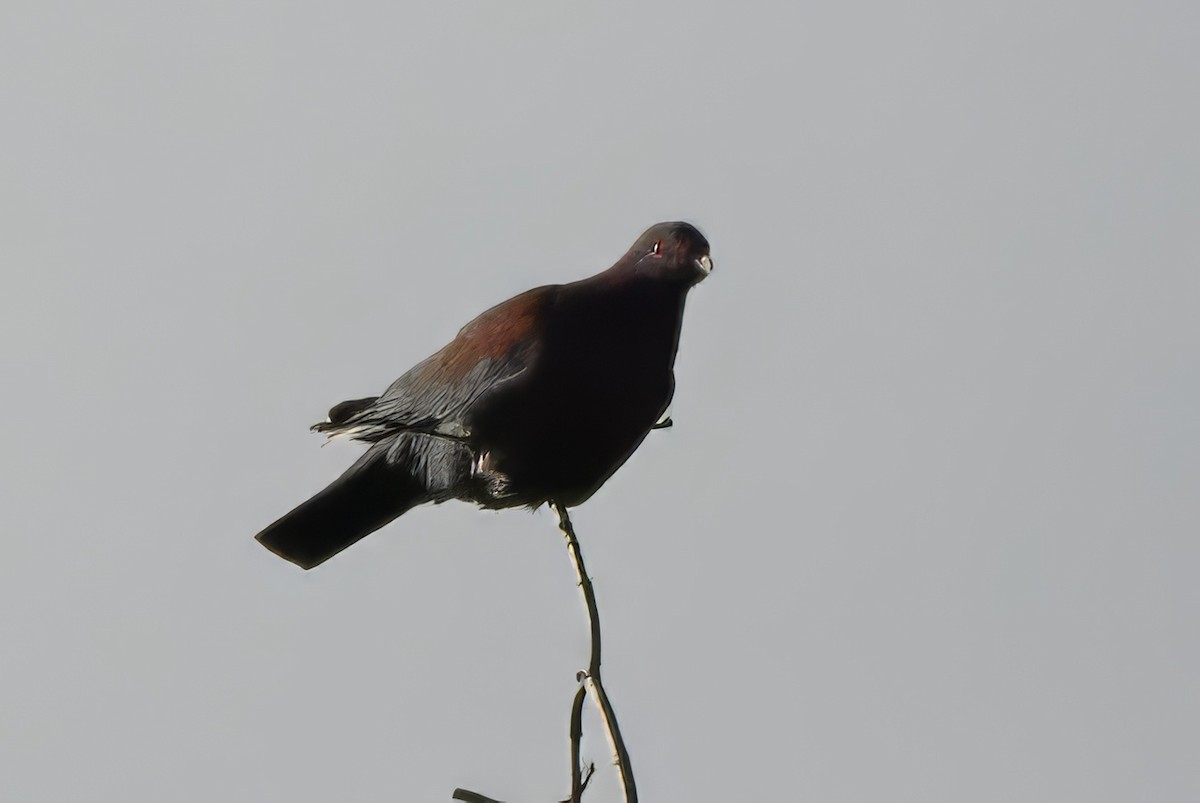Red-billed Pigeon - ML621547187