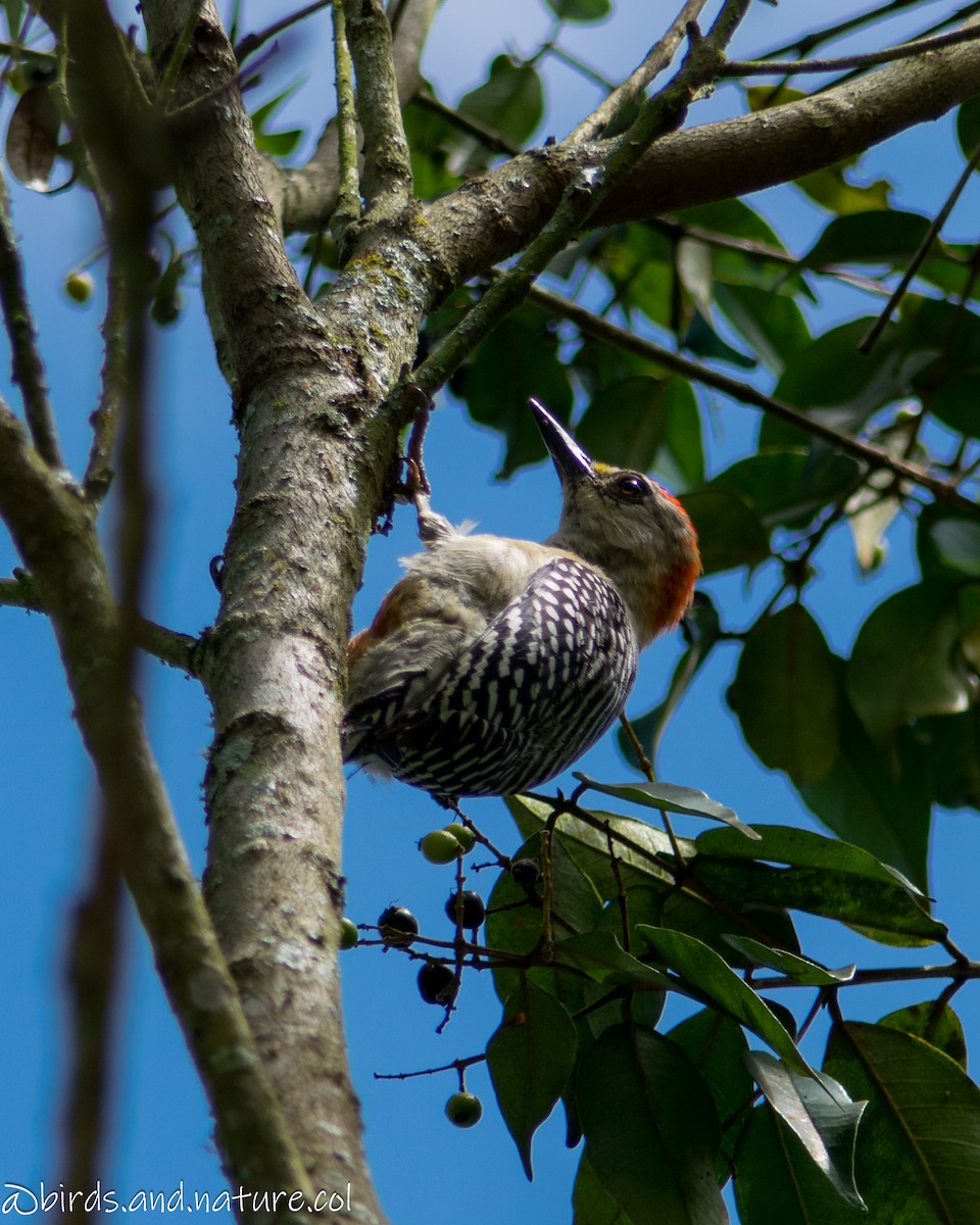 Red-crowned Woodpecker - ML621547196