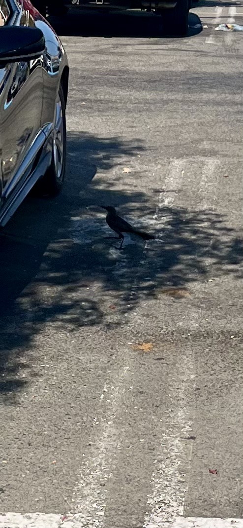 Great-tailed Grackle - ML621547205