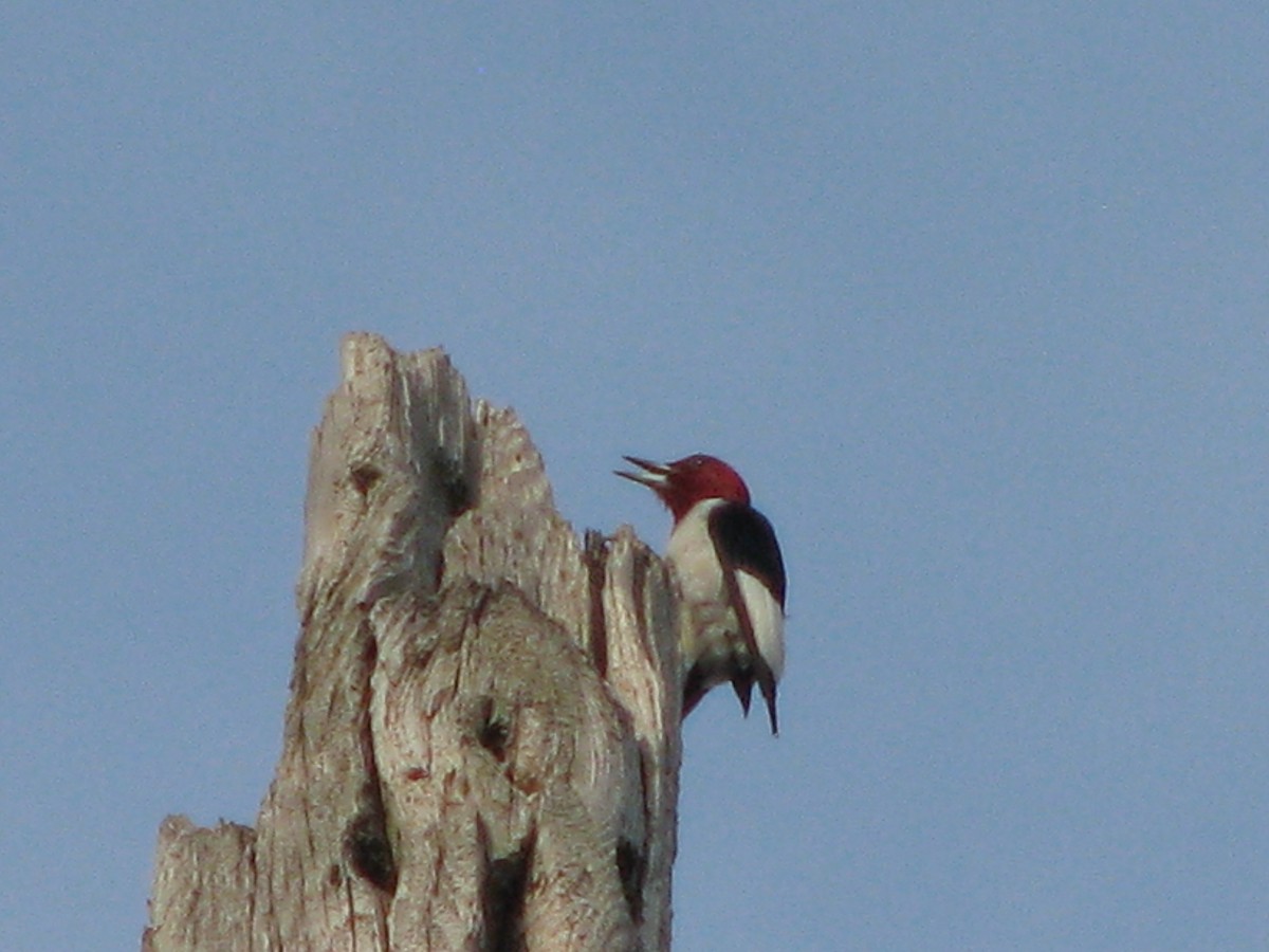 Red-headed Woodpecker - ML621547207