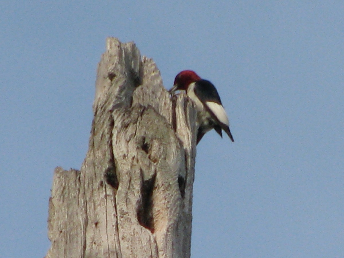 Red-headed Woodpecker - ML621547208