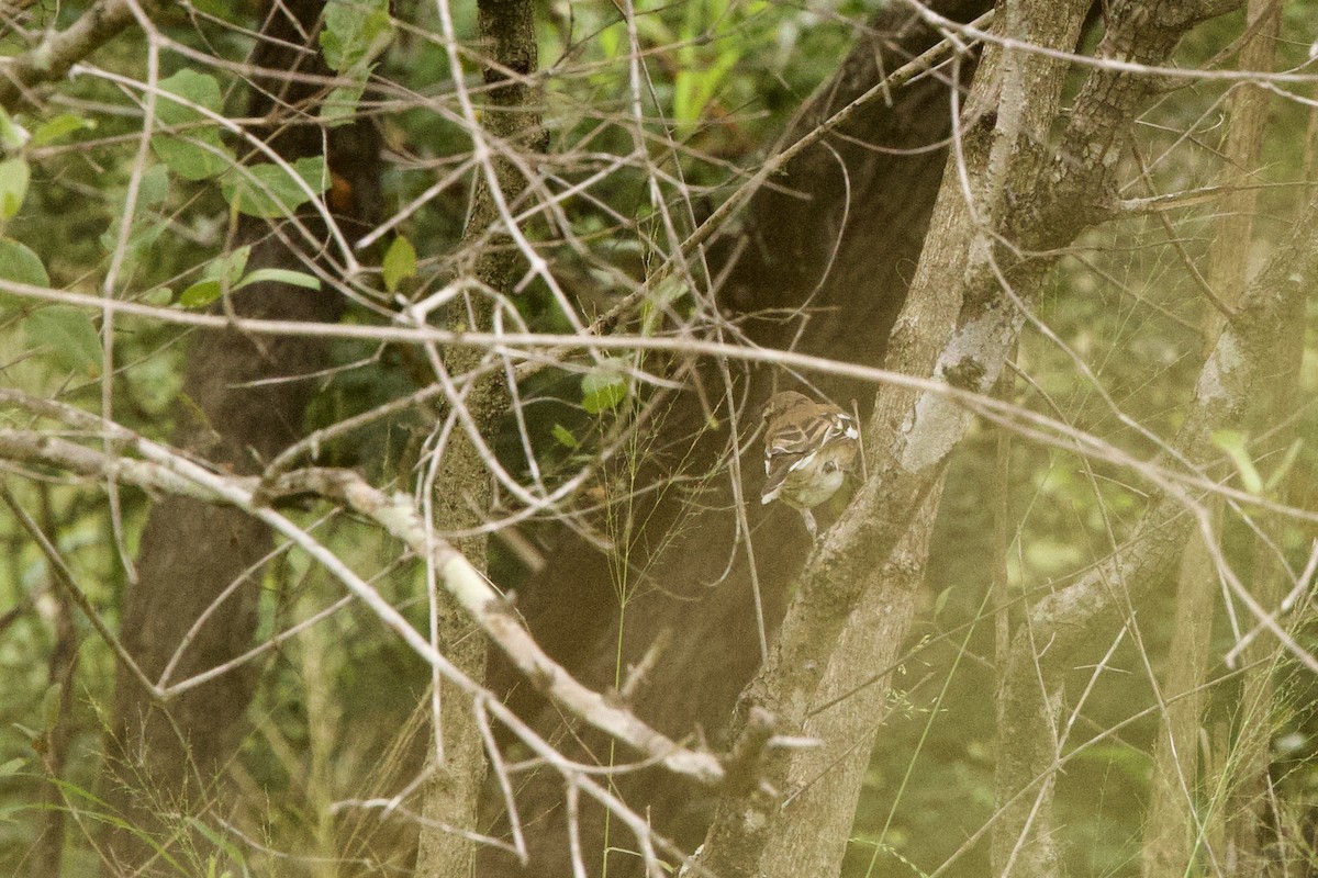 Red-backed Scrub-Robin - ML621547298