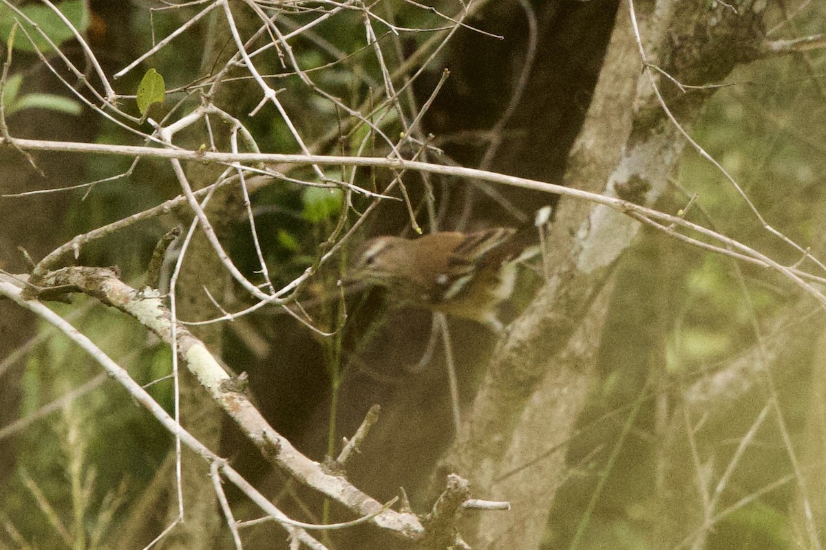 Red-backed Scrub-Robin - ML621547299