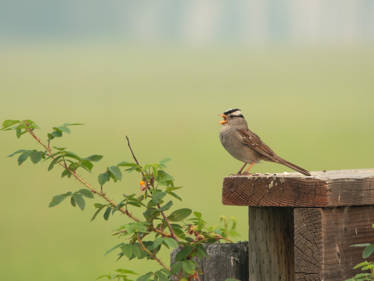 White-crowned Sparrow (Gambel's) - ML621547322