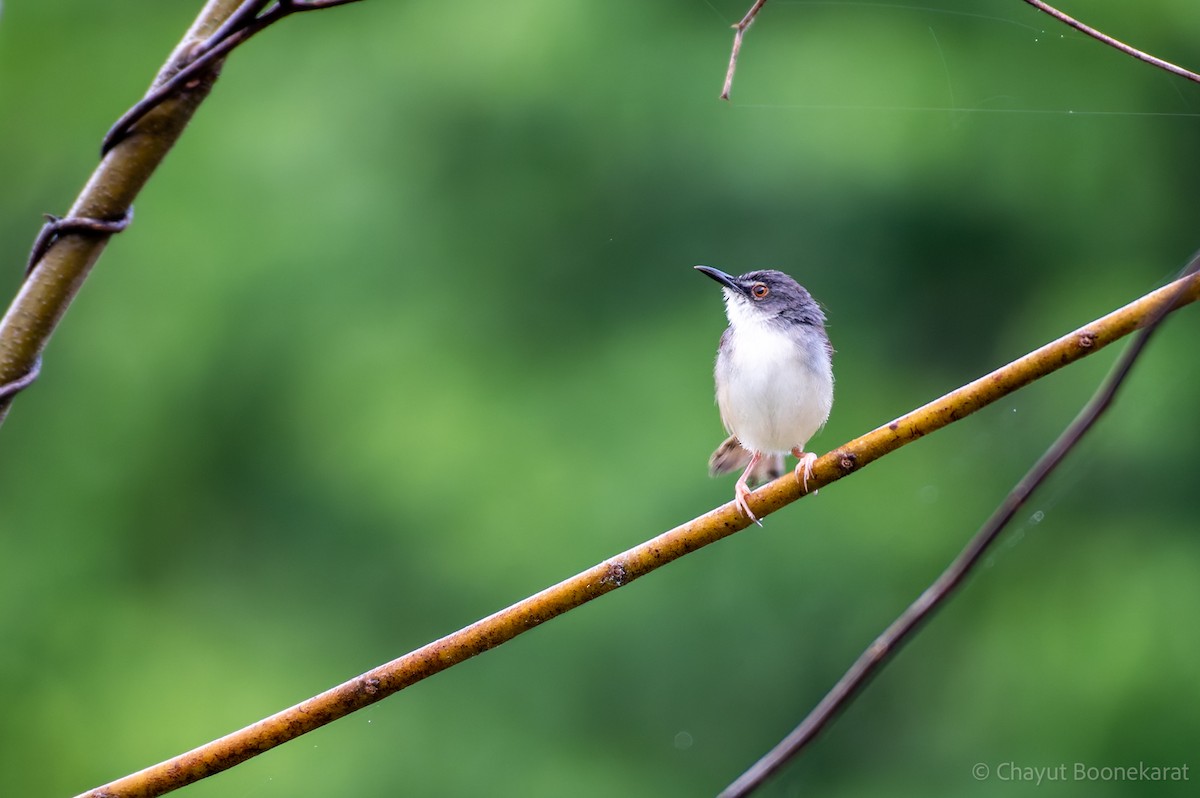 Rufescent Prinia - ML621547351