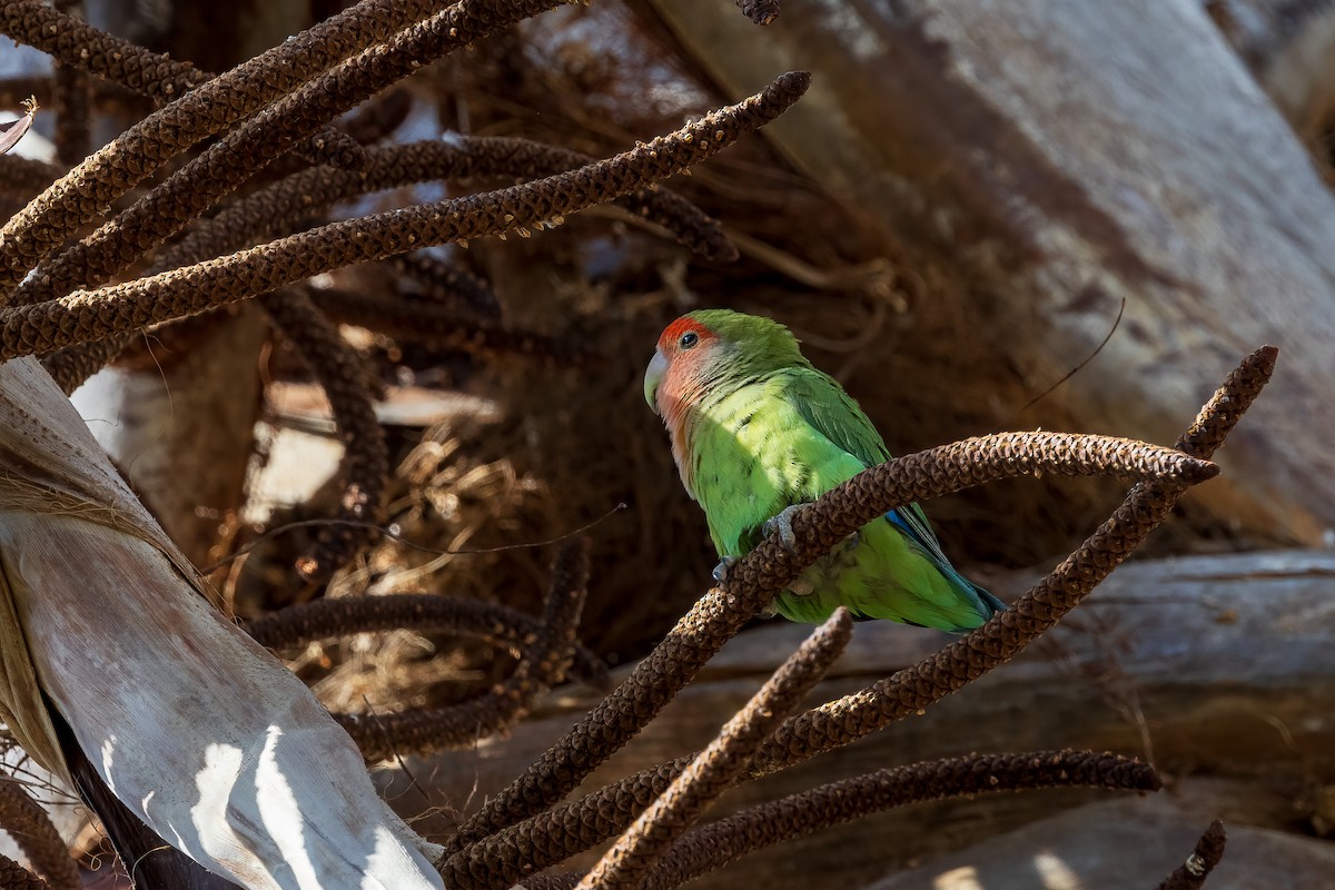 Rosy-faced Lovebird - Michael Ortner