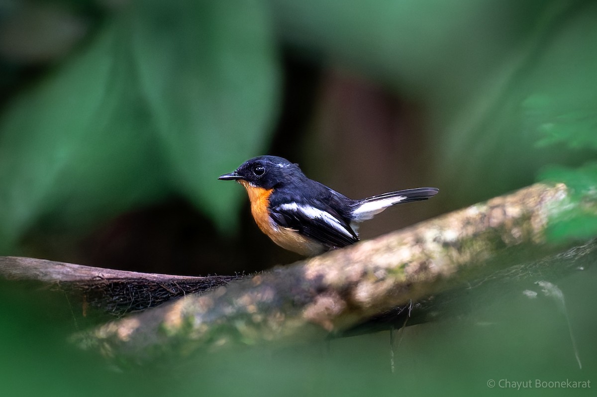 Rufous-chested Flycatcher - ML621547536