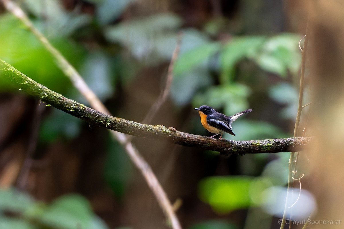 Rufous-chested Flycatcher - ML621547537