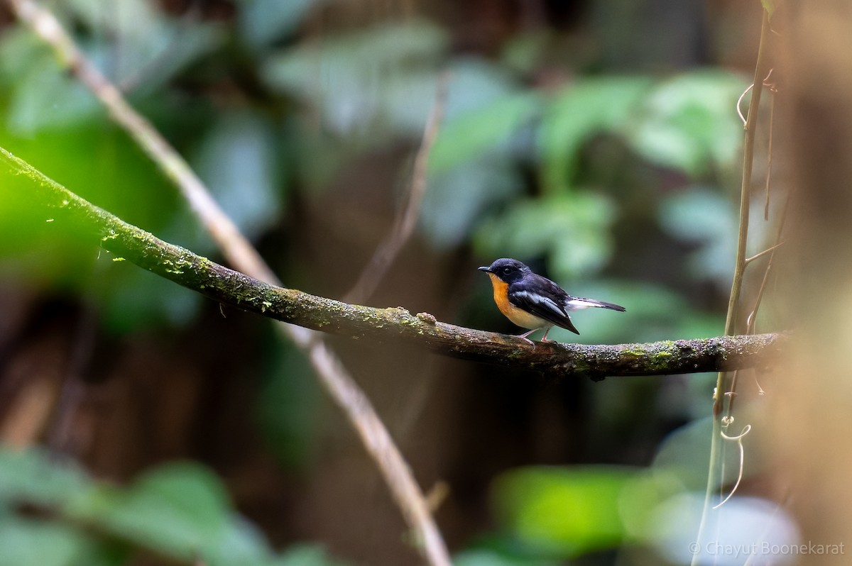 Rufous-chested Flycatcher - ML621547538