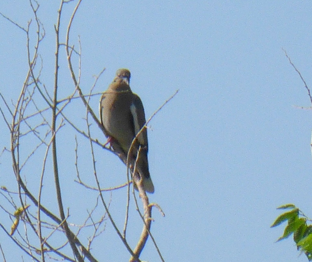 White-winged Dove - ML621547573