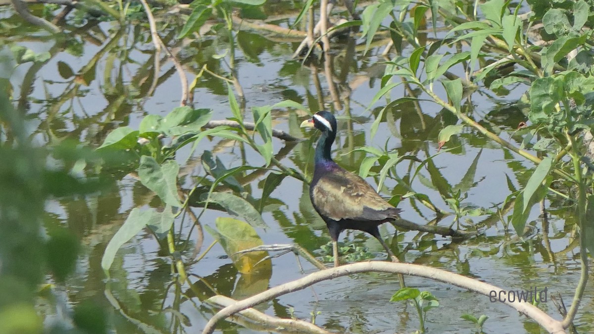 Bronze-winged Jacana - ML621547663