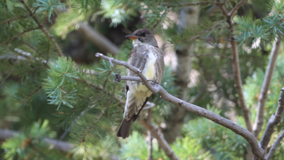 Olive-sided Flycatcher - ML621547677