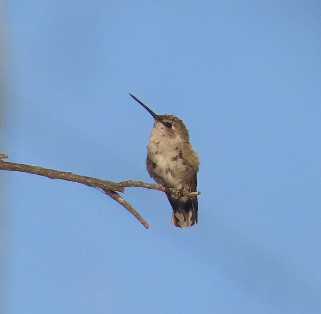 Costa's Hummingbird - ML621547701