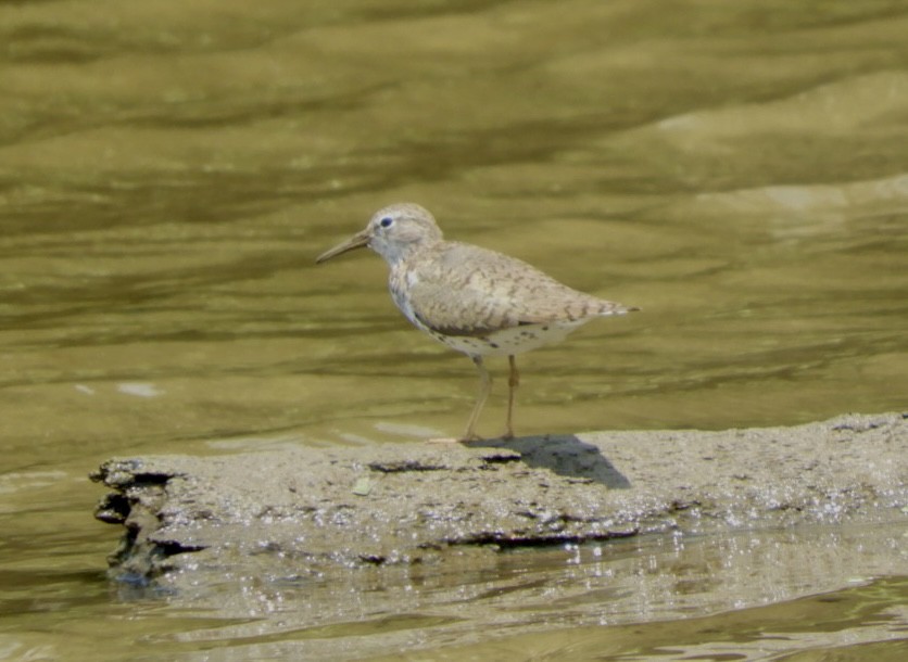 Spotted Sandpiper - ML621547717