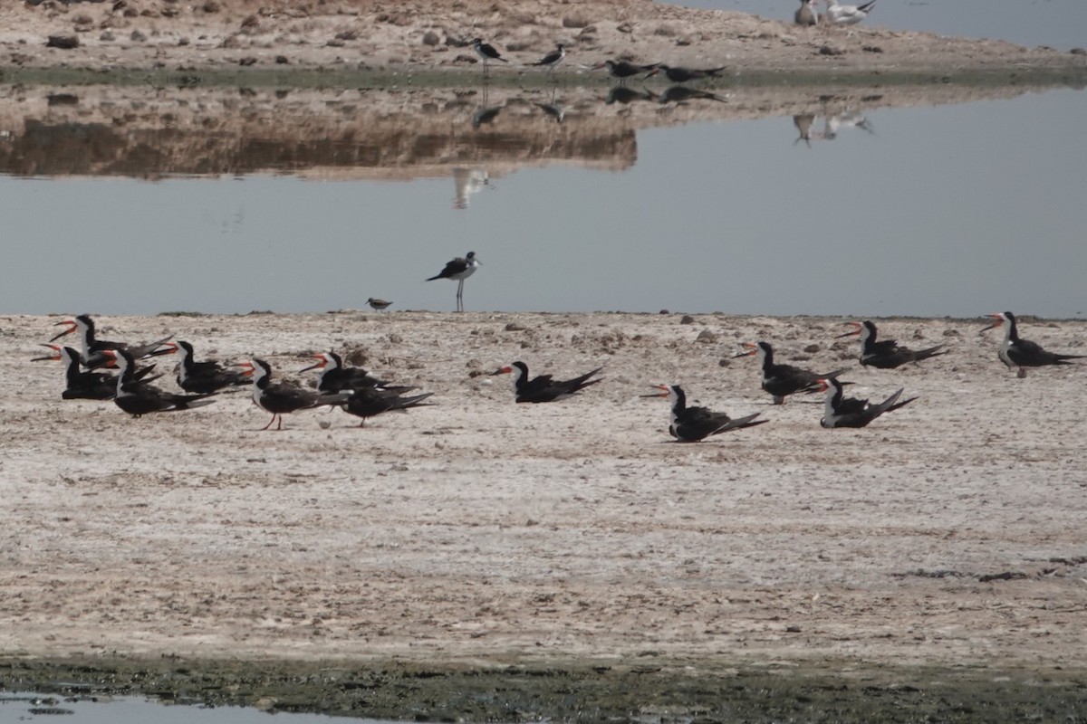 Black Skimmer - ML621547742