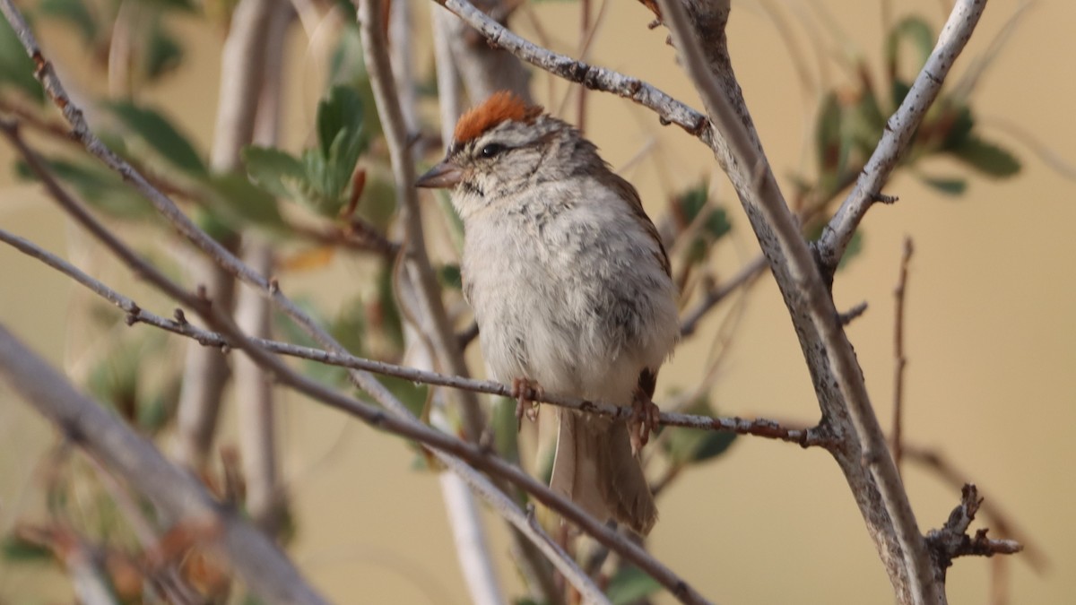 Chipping Sparrow - ML621547764