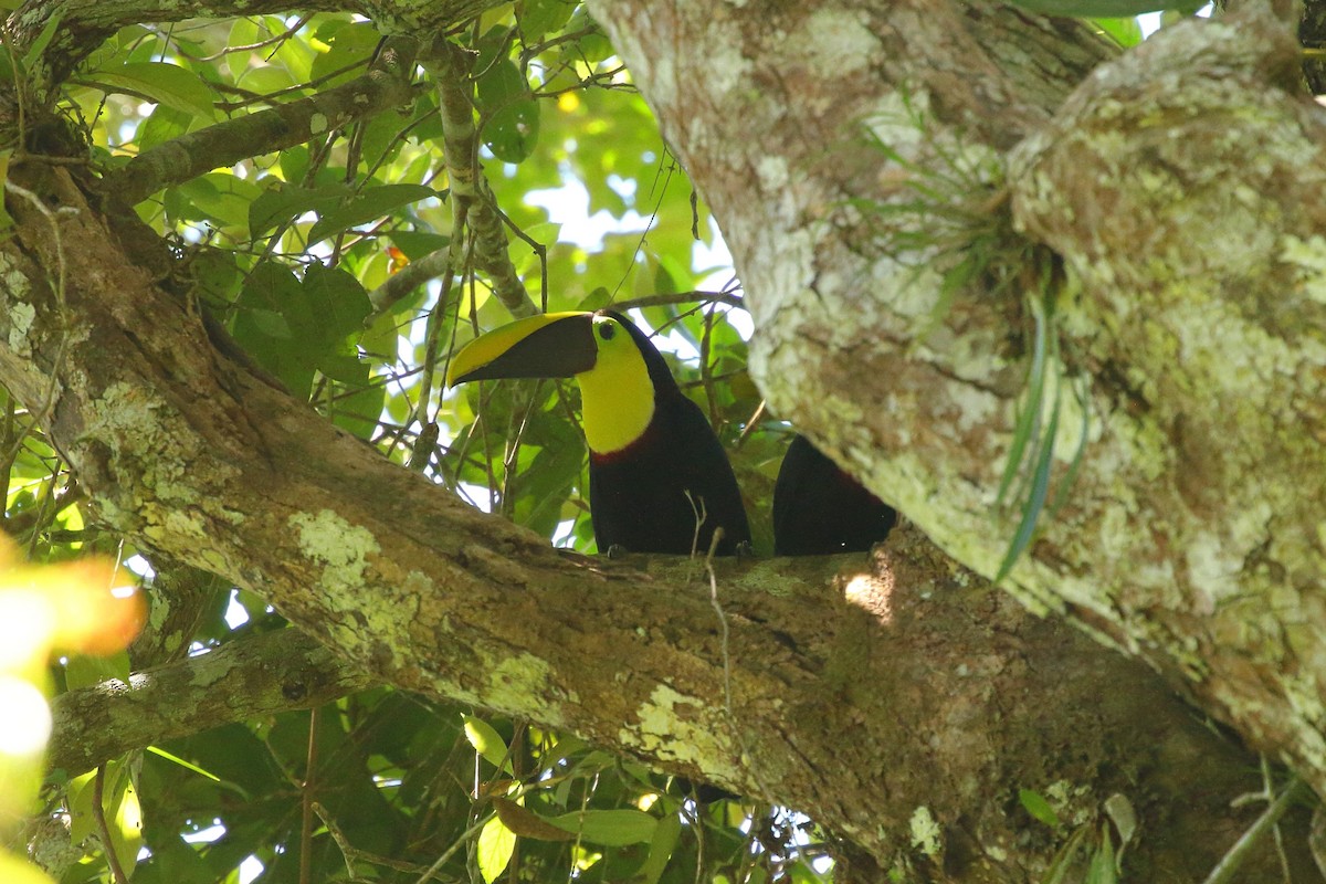 Toucan tocard (swainsonii) - ML621547767