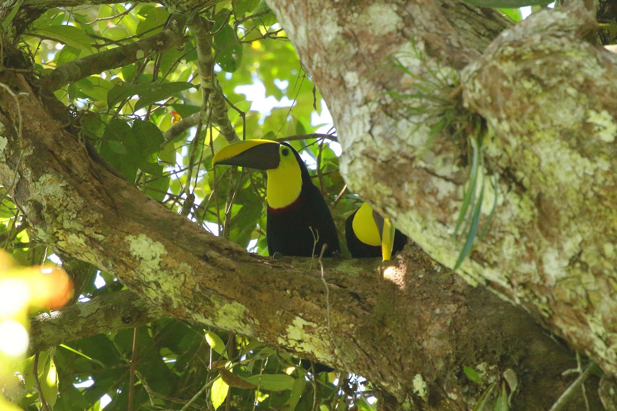Yellow-throated Toucan (Chestnut-mandibled) - ML621547768