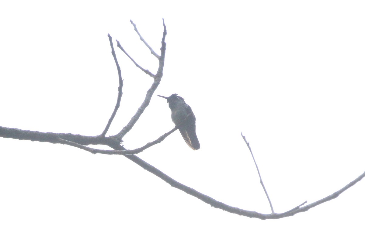 kolibřík fialovohlavý - ML621547773