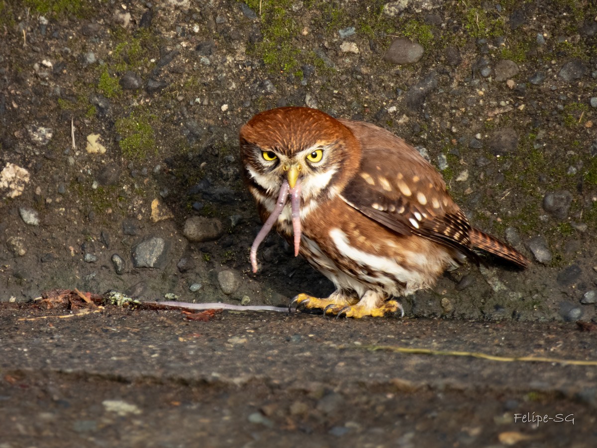 Austral Pygmy-Owl - ML621547803
