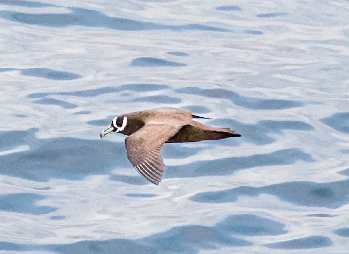 Spectacled Petrel - Paul Koker