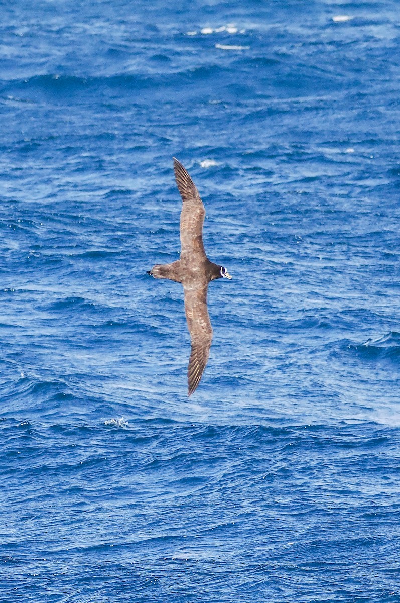 Spectacled Petrel - ML621547847