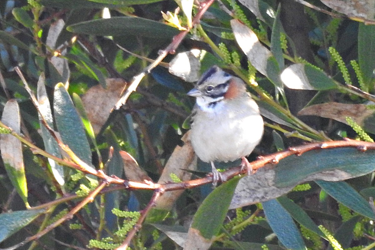 Rufous-collared Sparrow - ML621547876