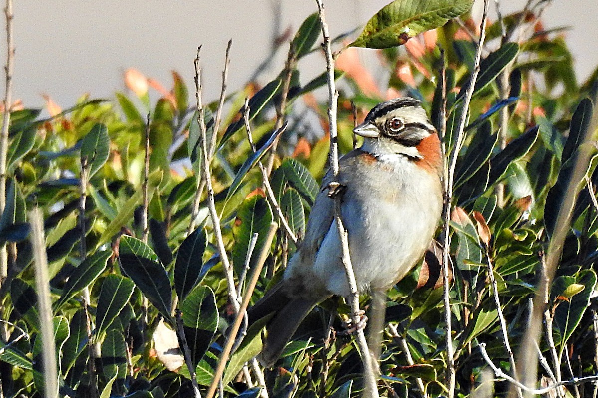 Rufous-collared Sparrow - ML621547878